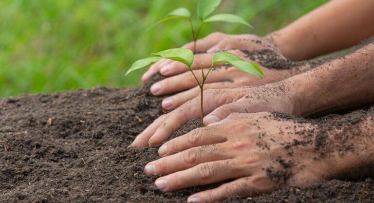 plantation